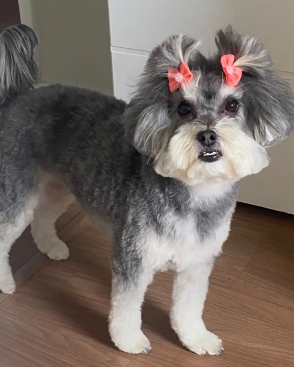 Foto enviada da cachorrinha Cacau