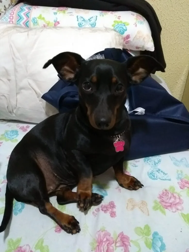Foto enviada de um cachorro pinscher preto e caramelo